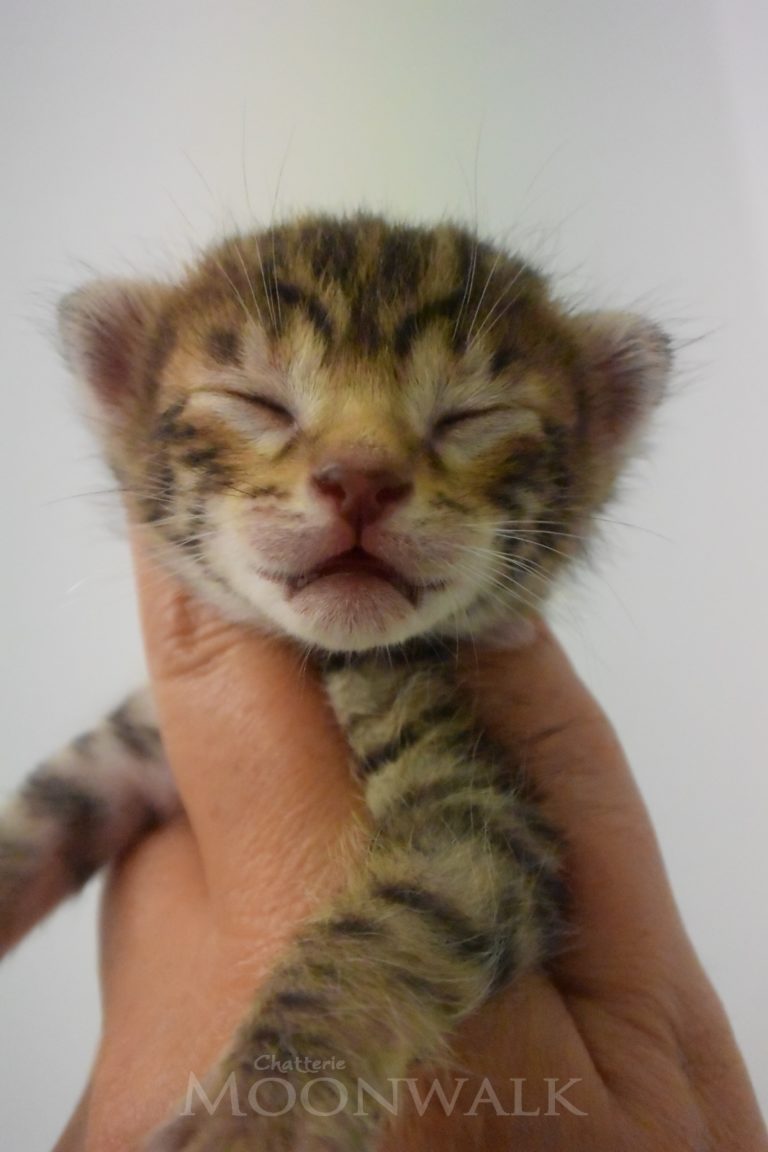 Nos Chatons Savannah Chatterie Moonwalk
