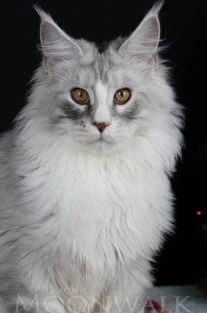 chaton maine coon xxl silver