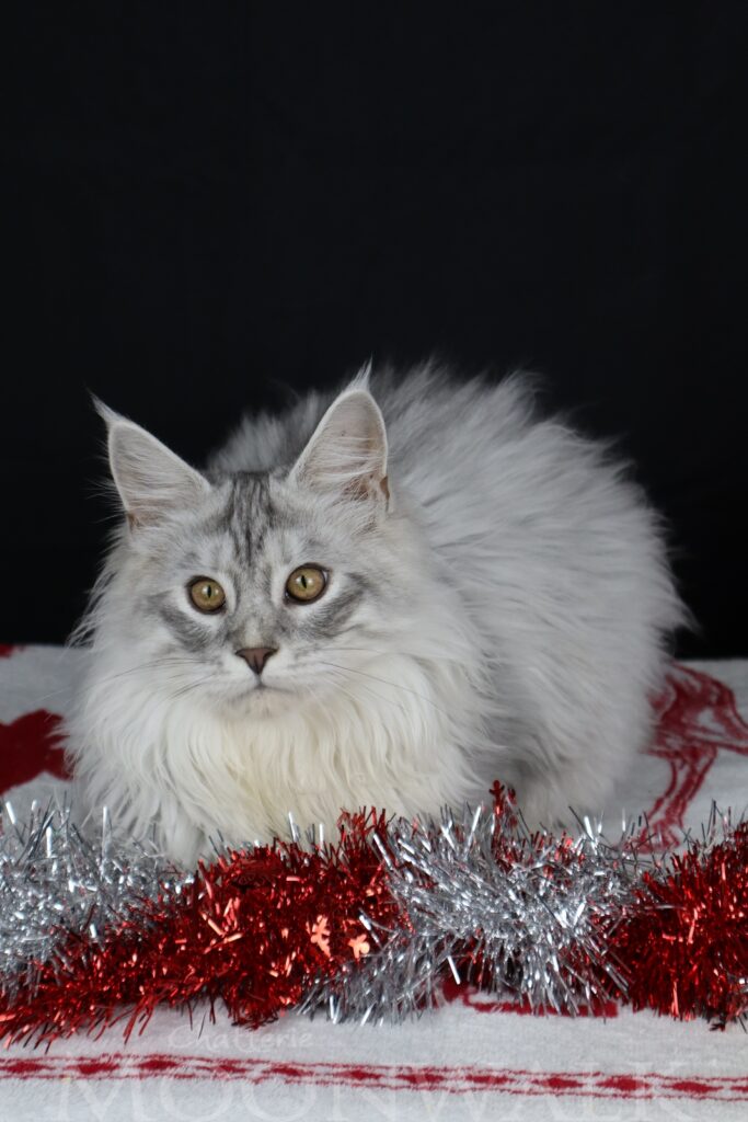 Maine coon male bleu silver adopter