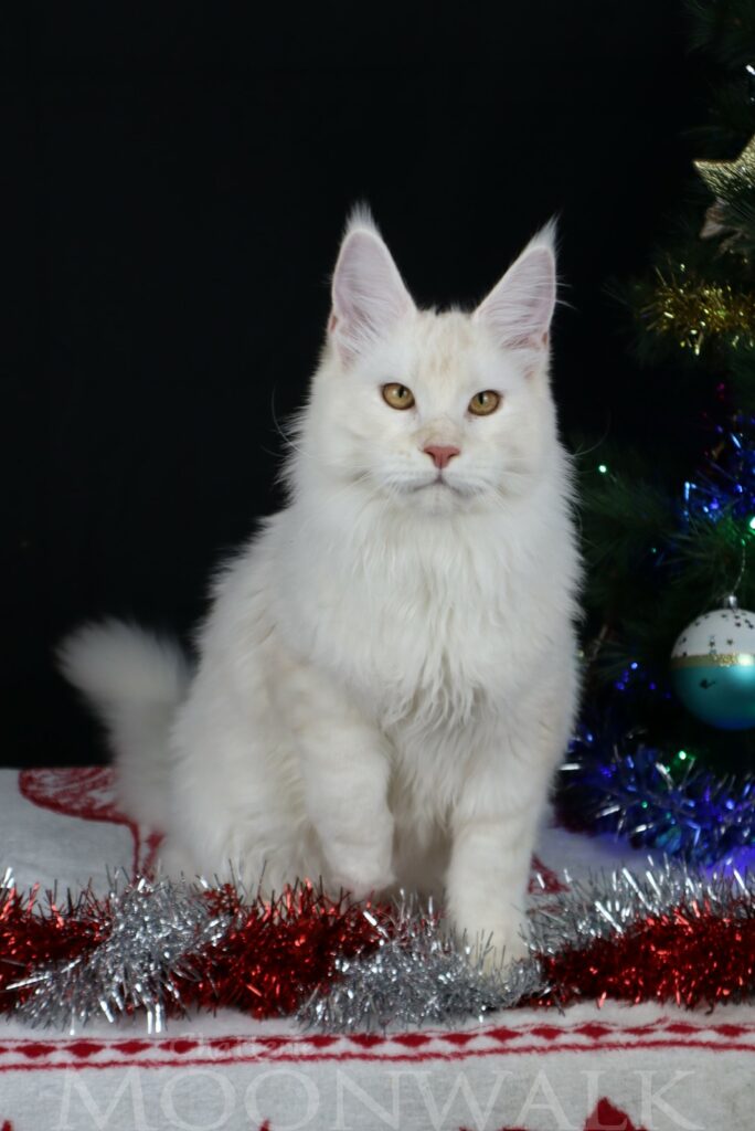 Chaton maine coon Red silver blanc crème