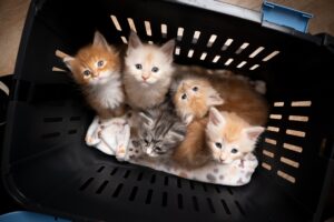 Chatons maine coon de deux mois dans une caisse de transport