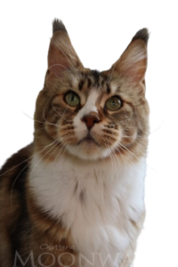 Moonwalk Tchiki Boom