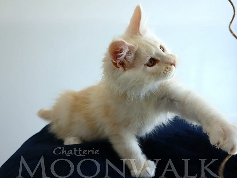 Apollon - Mâle crème silver Shaded XXL Moonwalk