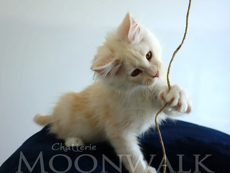 Apollon - Mâle crème silver Shaded XXL Moonwalk