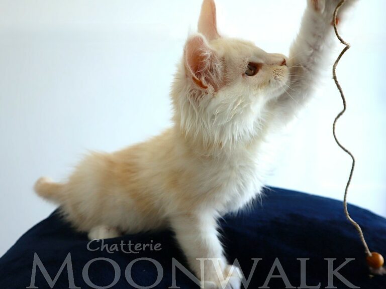 Apollon - Mâle crème silver Shaded XXL Moonwalk