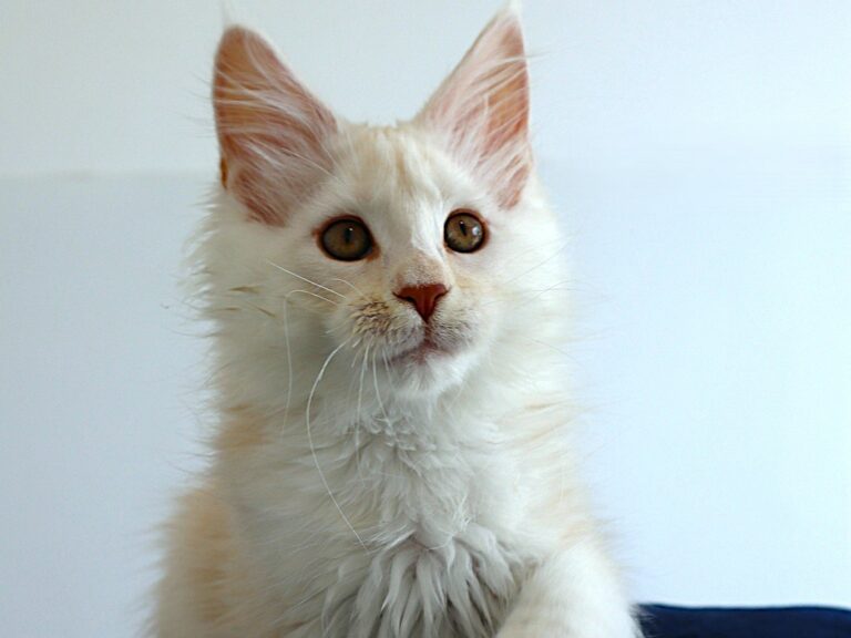 Apollon - Mâle crème silver Shaded XXL Moonwalk