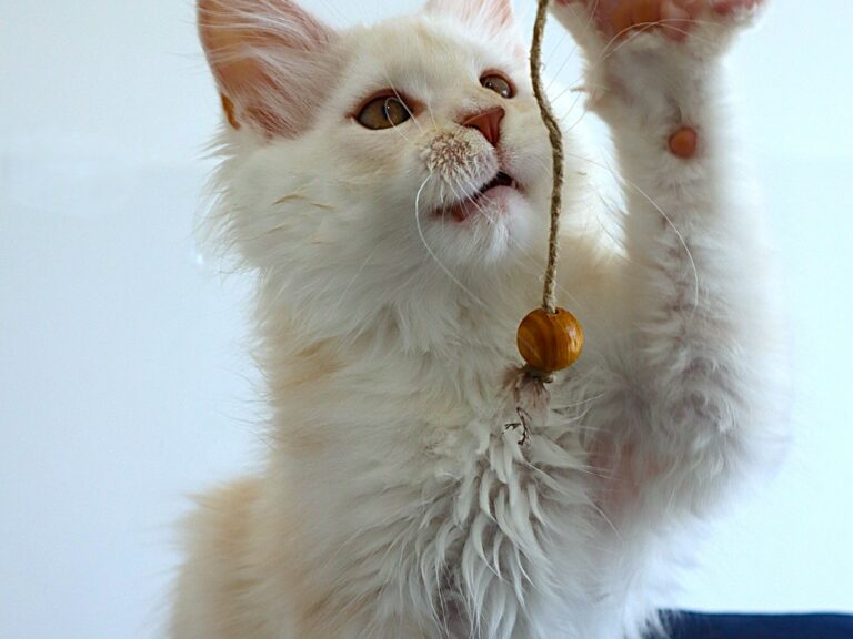 Apollon - Mâle crème silver Shaded XXL Moonwalk