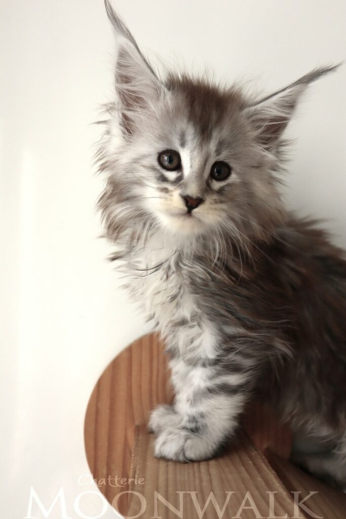 Chaton maine coon Black silver