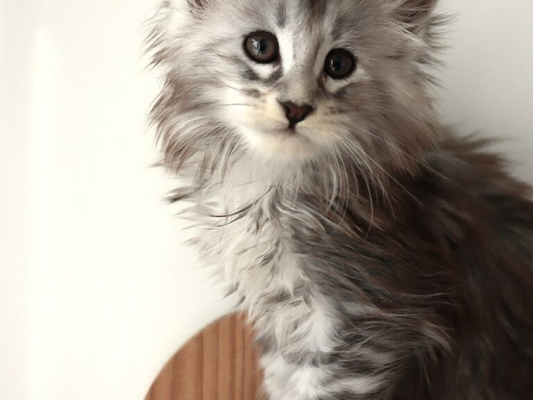 Chaton maine coon Black silver