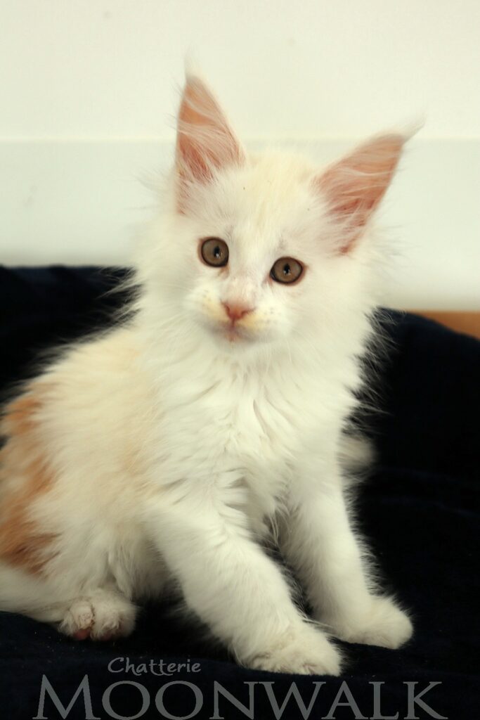 Chaton red silver et blanc maine coon deux mois