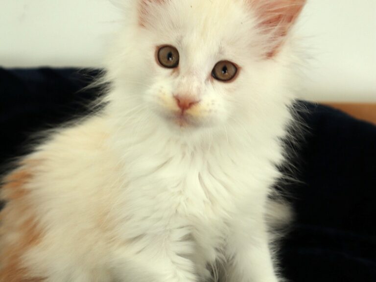 Chaton red silver et blanc maine coon deux mois