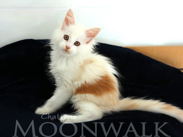 Chaton red silver et blanc maine coon deux mois