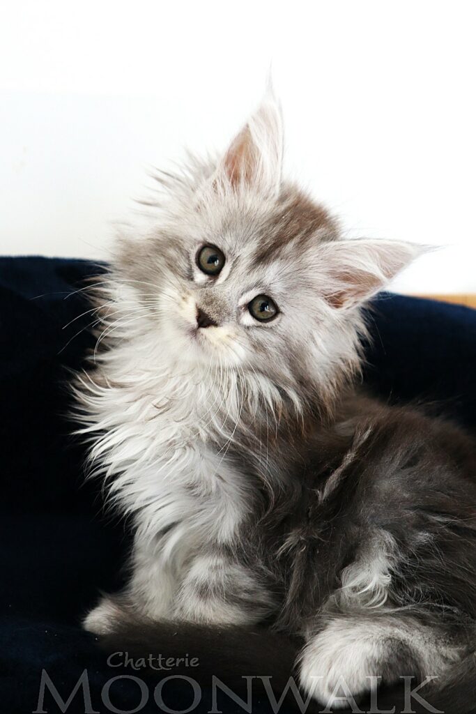 Mainecoon femelle black silver deux mois et demi