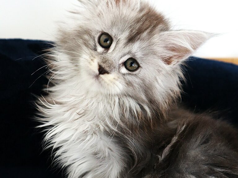 Mainecoon femelle black silver deux mois et demi