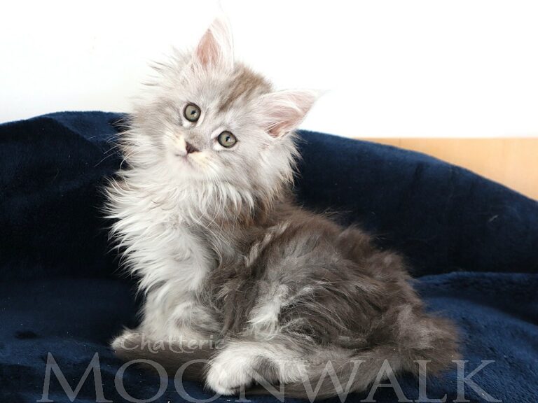 Mainecoon femelle black silver deux mois et demi