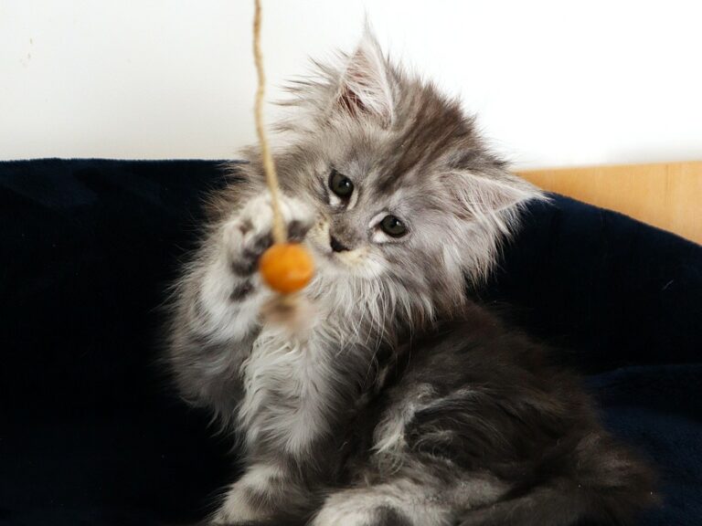 Mainecoon femelle black silver deux mois et demi