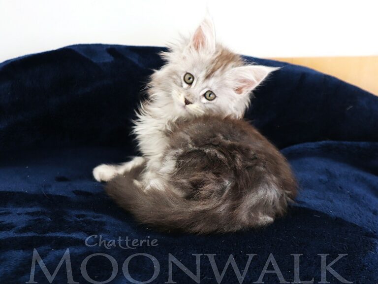 Mainecoon femelle black silver deux mois et demi