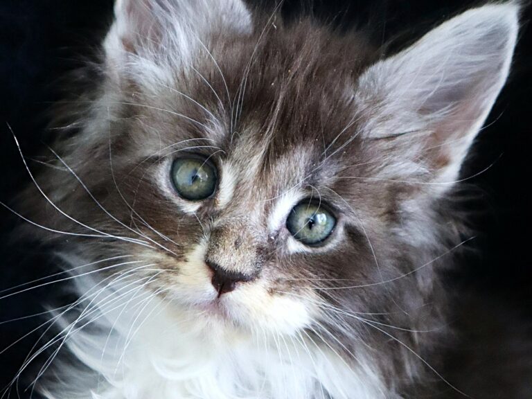 Chaton maine coon XXL