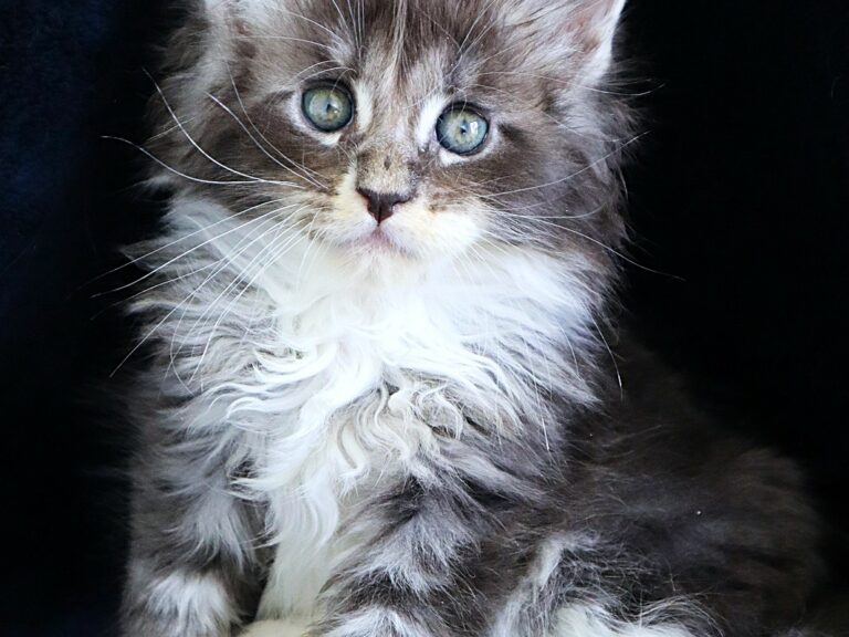 Chaton maine coon XXL