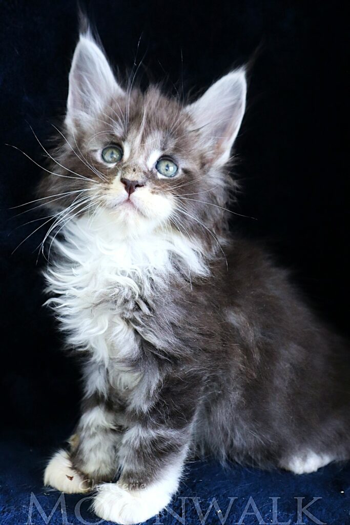 Chaton maine coon XXL