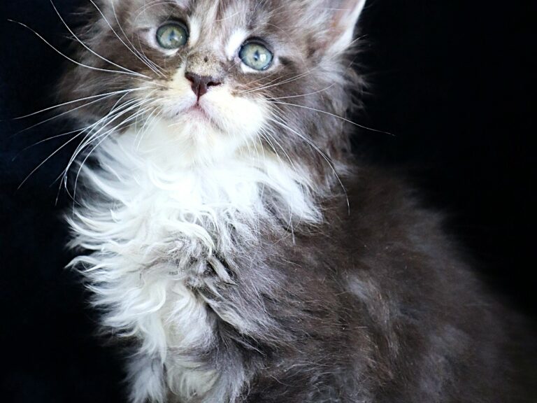 Chaton maine coon XXL