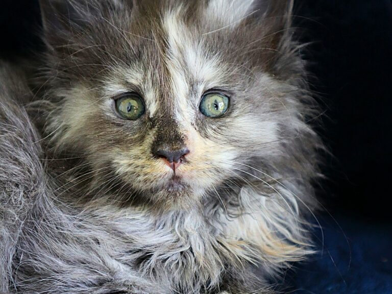 Chaton Femelle Maine coon Tortie à 5 semaines