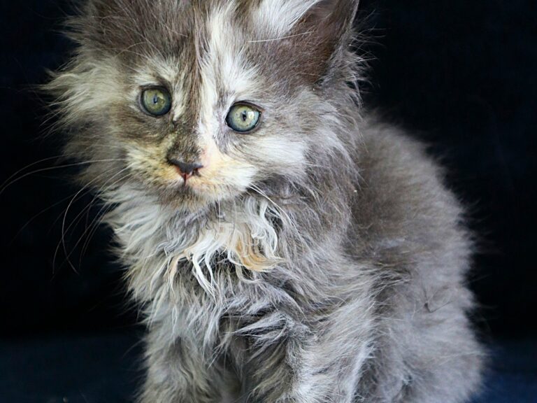 Chaton Femelle Maine coon Tortie à 5 semaines