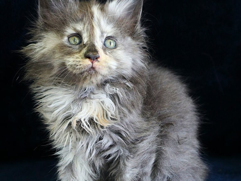 Chaton Femelle Maine coon Tortie à 5 semaines