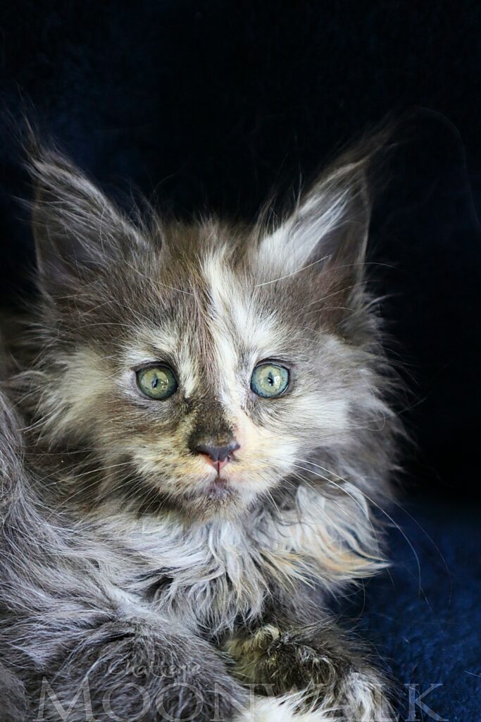 Chaton Femelle Maine coon Tortie à 5 semaines