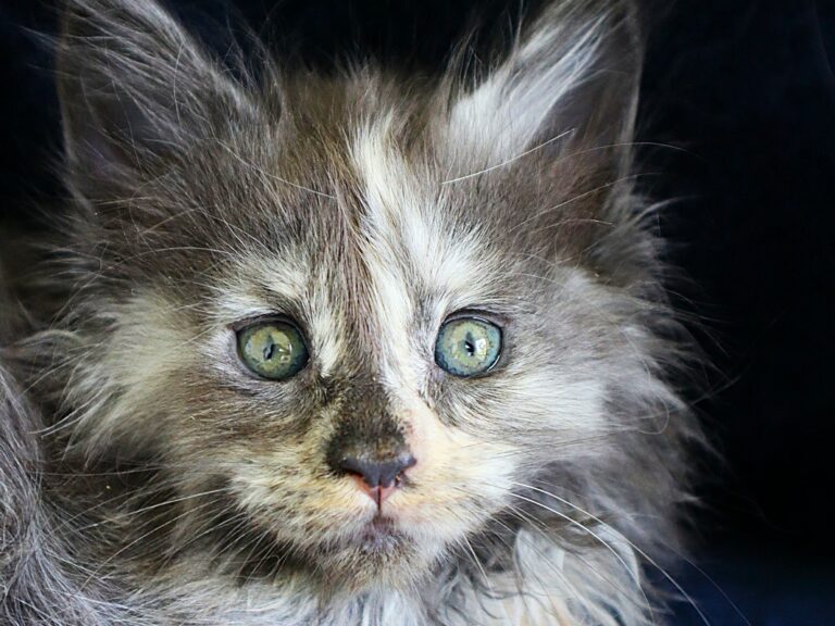Chaton Femelle Maine coon Tortie à 5 semaines