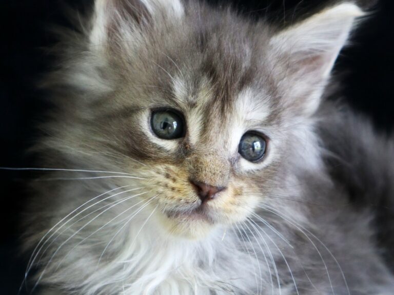 Chaton Maine coon femelle bleu tortie et smoke