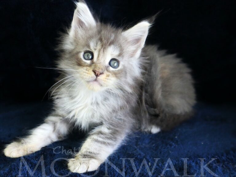 Chaton Maine coon femelle bleu tortie et smoke