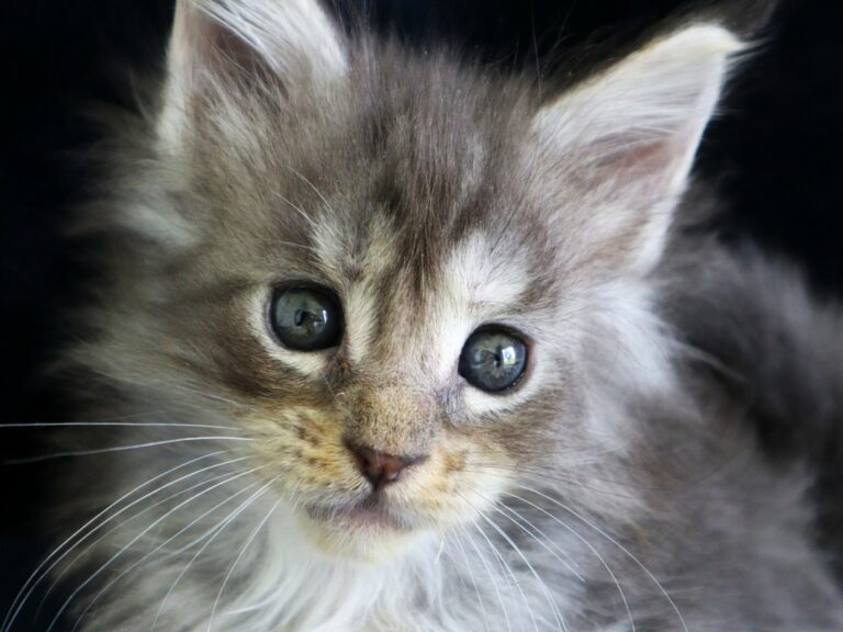 Chaton Maine coon femelle bleu tortie et smoke