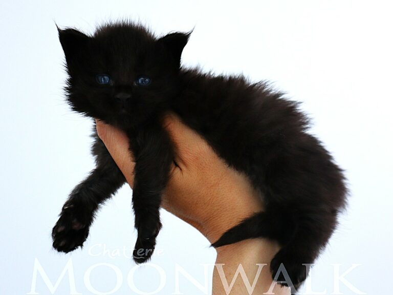 Chaton maine coon Black Moonwalk XXL