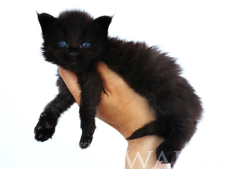 Chaton maine coon Black Moonwalk XXL