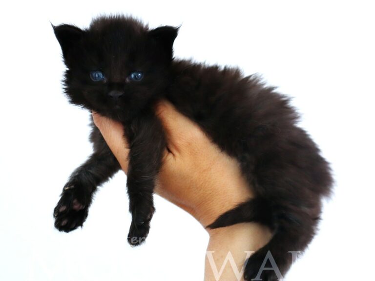 Chaton maine coon Black Moonwalk XXL
