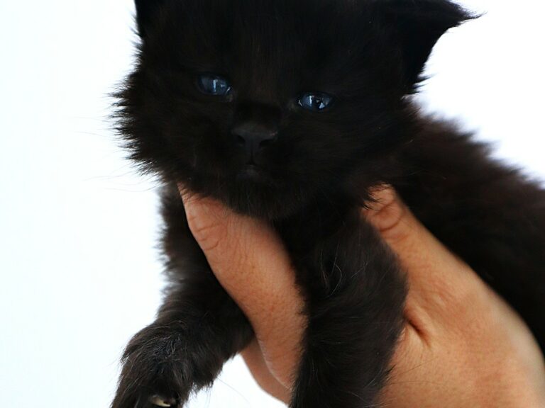 Chaton maine coon Black Moonwalk XXL