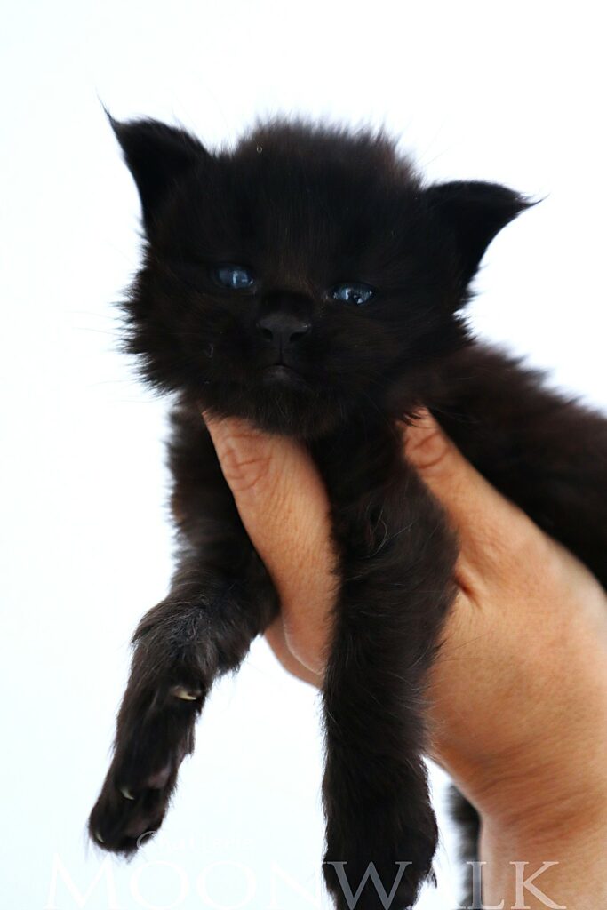 Chaton maine coon Black Moonwalk XXL
