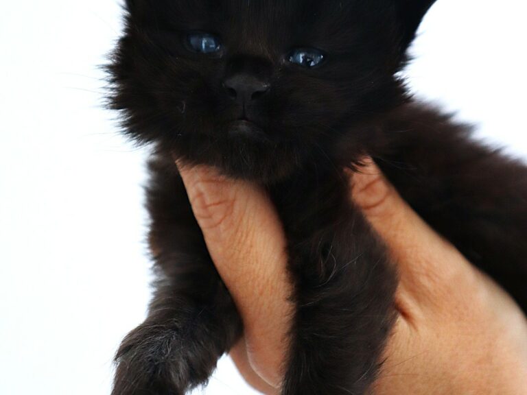 Chaton maine coon Black Moonwalk XXL