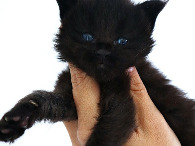 Chaton maine coon Black Moonwalk XXL