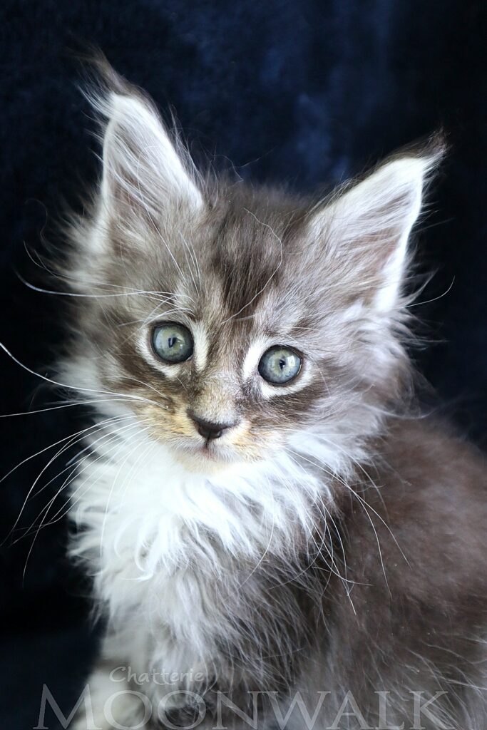 Mainecoon Chaton