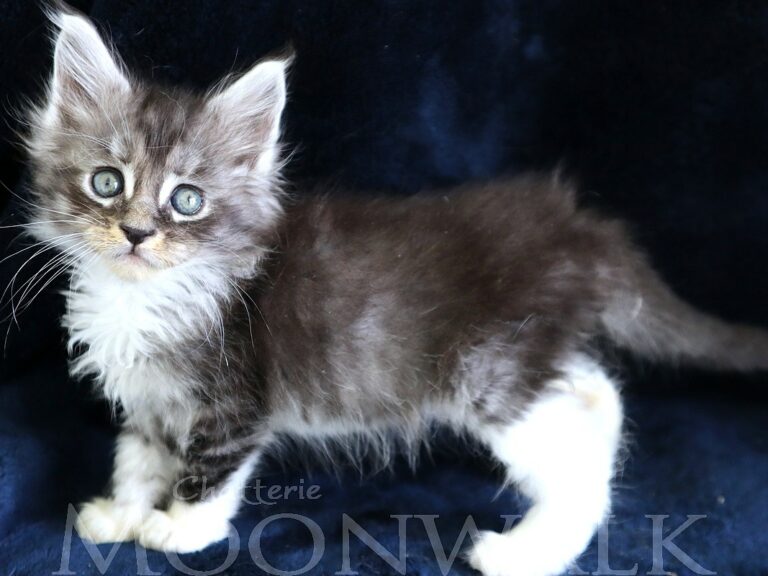 Mainecoon Chaton