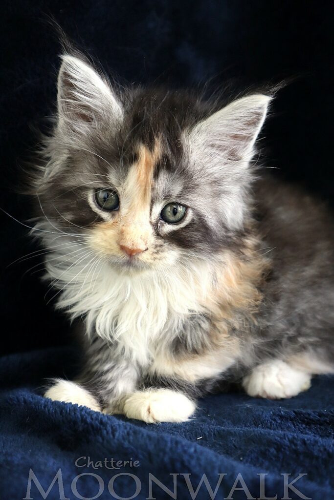 Artémis Chaton Maine coon XXL