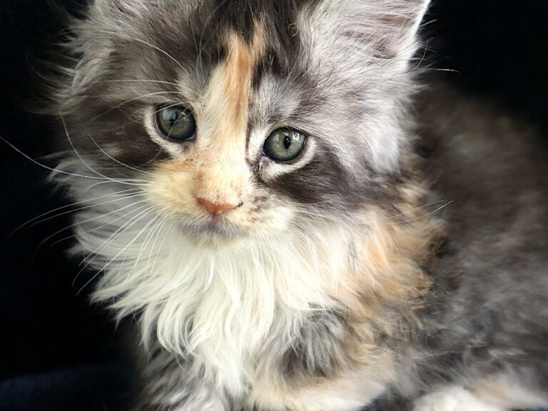 Artémis Chaton Maine coon XXL