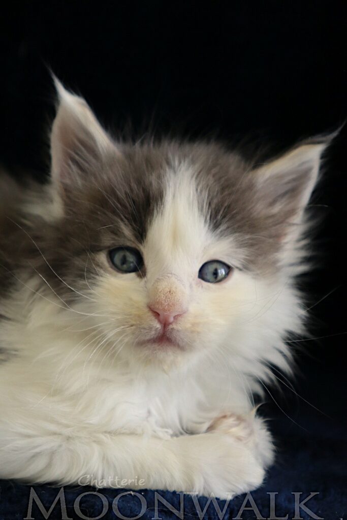 Astérix Chaton maine coon Bleu e t blanc arlequin