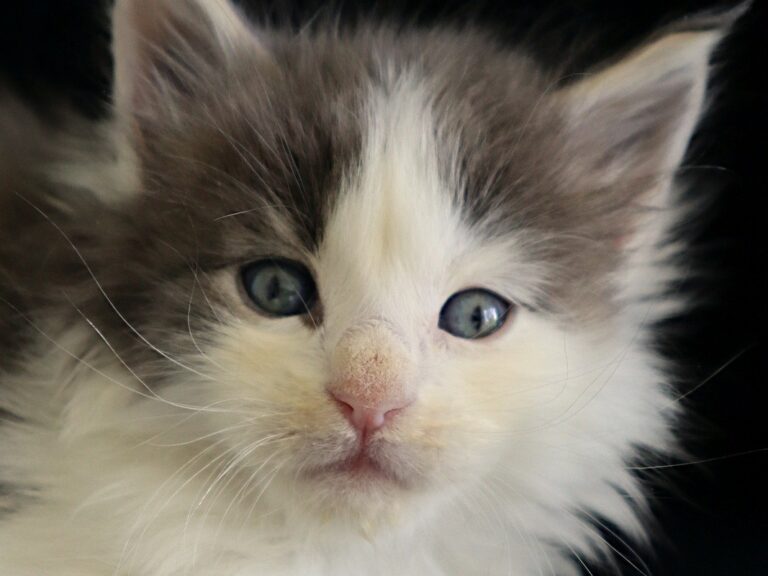Astérix Chaton maine coon Bleu e t blanc arlequin
