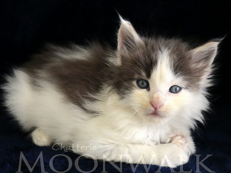 Astérix Chaton maine coon Bleu e t blanc arlequin