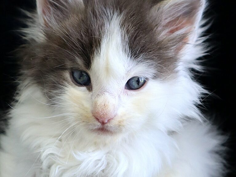 Astérix Chaton maine coon Bleu e t blanc arlequin