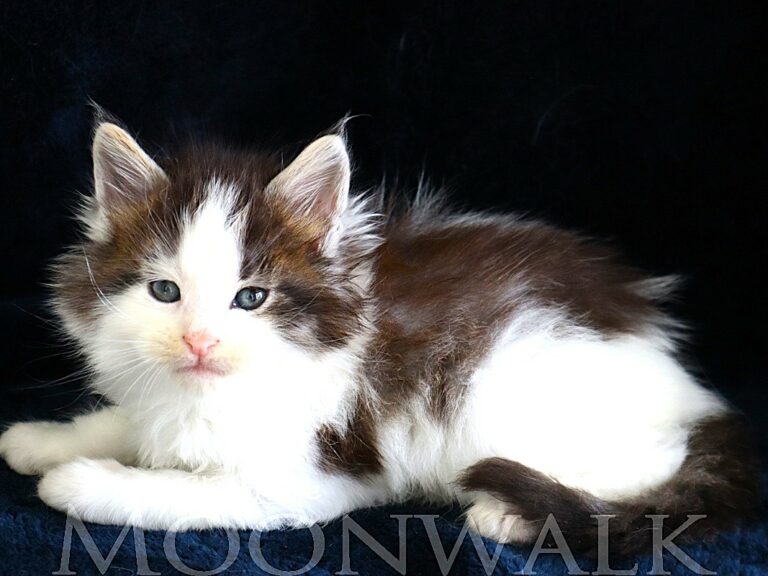 Chaton XXL Maine coon Brown arlequin