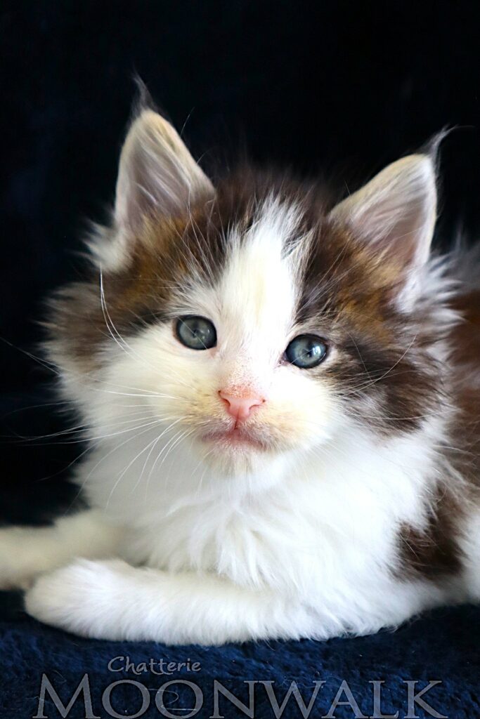 Chaton XXL Maine coon Brown arlequin